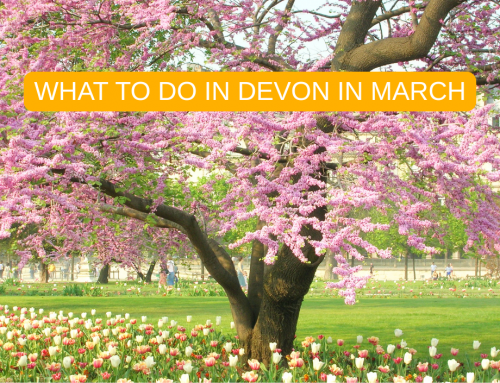 WHAT TO DO IN DEVON DURING MARCH
